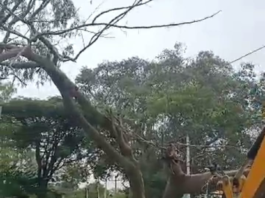 ಅಂತ್ಯಕ್ರಿಯೆಗೆ ತೆರಳುತ್ತಿದ್ದವರ ವಾಹನದ ಮೇಲೆ ಬಿದ್ದ ಮರ 8 ಮಂದಿಗೆ ಗಾಯ