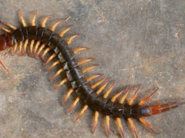 ಜರಿ ಮತ್ತು ಕಪ್ಪ