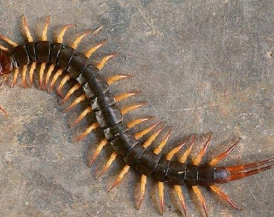 ಜರಿ ಮತ್ತು ಕಪ್ಪ