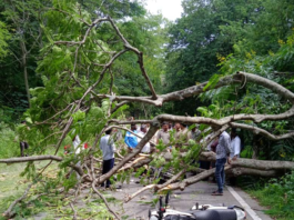 ಬೈಕ್‌ ಮೇಲೆ ಬಿದ್ದ ಮರ: ಸವಾರರಿಬ್ಬರಿಗೆ ಗಾಯ