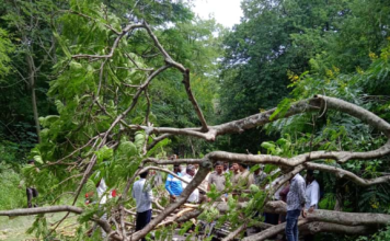 ಬೈಕ್‌ ಮೇಲೆ ಬಿದ್ದ ಮರ: ಸವಾರರಿಬ್ಬರಿಗೆ ಗಾಯ